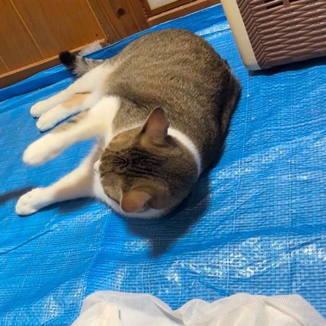 お兄ちゃん猫にも飛びかかるほど元気に（画像提供：シマラくさん）