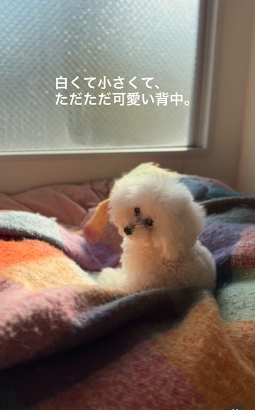 トレーニングでもしつけでもなく、“時間”と“心の余白”が必要(「笑あり涙あり🐾まるまめ日記」さん提供、nstagramよりキャプチャ撮影)