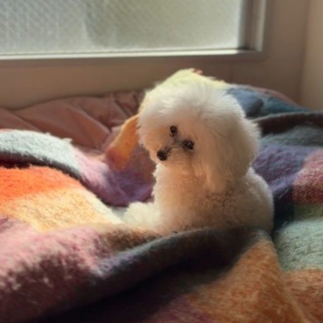 トレーニングでもしつけでもなく、“時間”と“心の余白”が必要(「笑あり涙あり🐾まるまめ日記」さん提供、nstagramよりキャプチャ撮影)