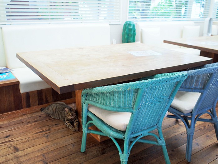 猫たちは、客とつかず離れずで、自由に過ごす