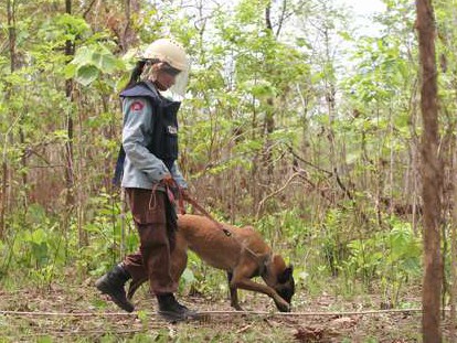 地雷探知犬、人と一緒に歩いて探す　カンボジア