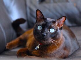 初めて会った時、私にベッタリだったバーミーズ「ジル」　忘れがたい出会いの思い出　