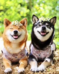 庭のお花を乗せて、ご機嫌のみくりなちゃん（提供：柴犬みくりな）