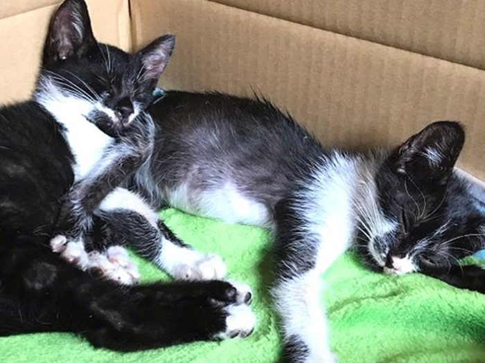 アズキちゃんとトラくん