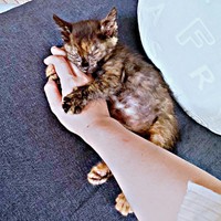 保護から約2週間、飼い主さんの手に抱きつくまるちゃん（画像提供：しろくまですよ。さん）