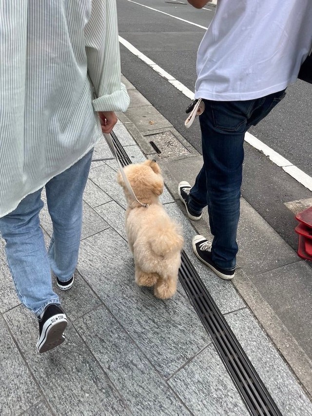 お散歩中、飼い主さんとアイコンタクトを取るポテチくん。ニコニコ顔の愛犬と目が合うと飼い主も幸せ♡ですね（画像提供：ポテチやでさん @potechi_yade）