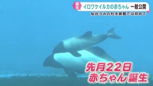 イロワケイルカの赤ちゃんを一般公開　仙台うみの杜水族館