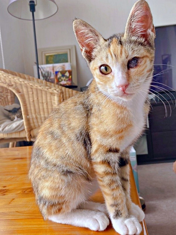 見違えるほど元気に成長していったさごしちゃん（画像提供：ネムノキさん）