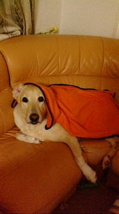 7歳の寝起き、毛布をかけてソファの上で