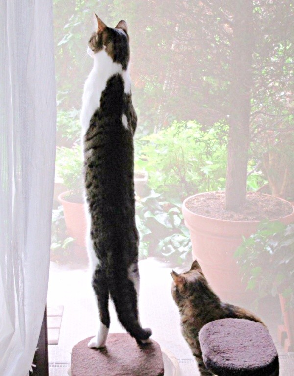 窓辺でニャルソックするくうちゃん。立ち姿も驚きの長さ！（画像提供：Yさん）