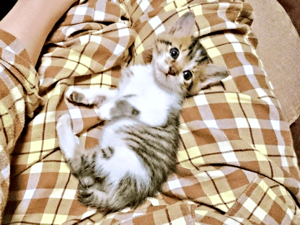 飼い主さんの膝上でゴロンと寝そべるつくねちゃん（画像提供：猫目さん）