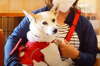 安心した様子で新しい里親さんに抱かれるモーリー