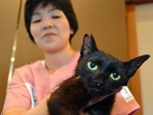 野良猫２００匹に不妊手術　どうぶつ基金が負担、県職員らも協力