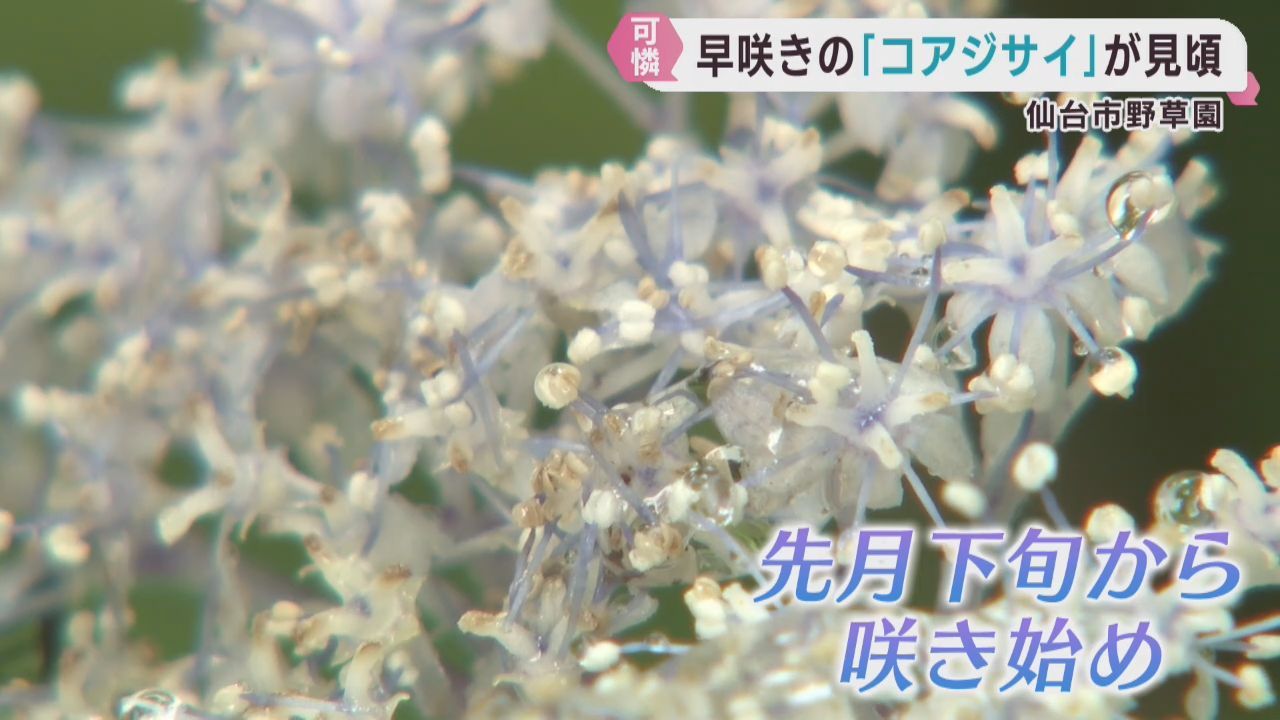 早咲きで可憐なコアジサイが見頃　仙台市野草園
