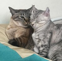 先住猫にも可愛がってもらった