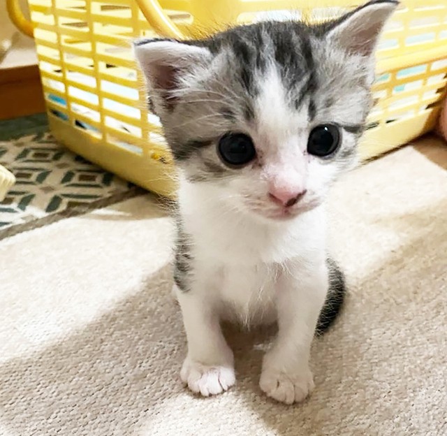 こんなにかわいい子猫が段ボールに入れられ大型連休の前日に、混雑が予想される公共施設の前に子猫が入った段ボールが置かれていました