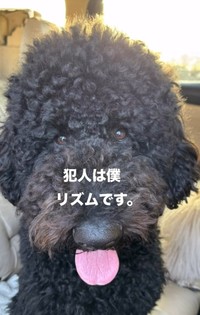 犯人は僕、リズムです（「Melody’s mom」さん提供、Instagramよりキャプチャ撮影）