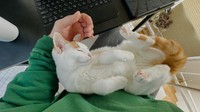 飼い主の膝で眠るムーちゃん／猫専用賃貸 Gatos Apartmentさん（gatos_apartment）提供