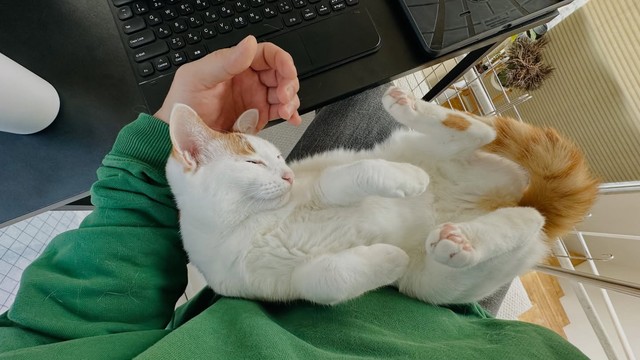 飼い主の膝で眠るムーちゃん／猫専用賃貸 Gatos Apartmentさん（gatos_apartment）提供