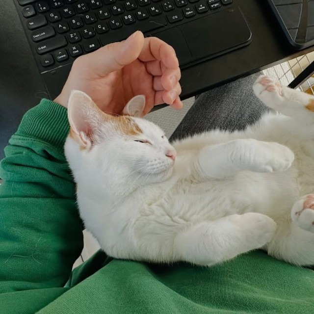 飼い主の膝で眠るムーちゃん／猫専用賃貸 Gatos Apartmentさん（gatos_apartment）提供