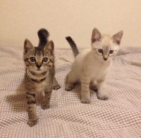 子猫時代＝chako_nakaさん提供