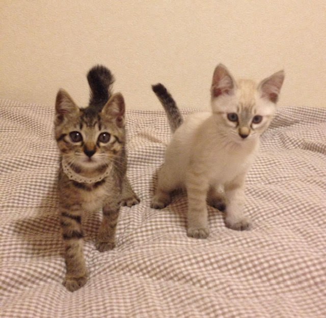 子猫時代＝chako_nakaさん提供