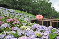 提供：国営讃岐まんのう公園