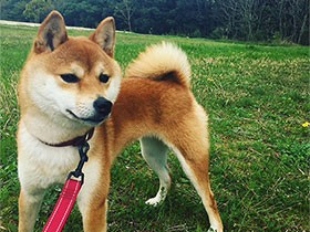 野球のボールを見つけるのが得意　シバイヌの「まめ」