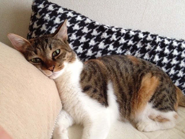 こんな幸せな猫はいないぞ 動物嫌いの父のひと言で悲しみから抜け出せた 犬 猫との幸せな暮らしのためのペット情報サイト Sippo こんな幸せな猫はいないぞ 動物嫌いの父のひと言で悲しみから抜け出せた 犬 猫との幸せな暮らしのためのペット情報サイト Sippo