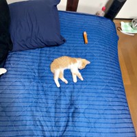 小ささがよくわかる！ すやすや眠る縁くん（画像提供：【かんざき屋】じゃきちゃんさん）