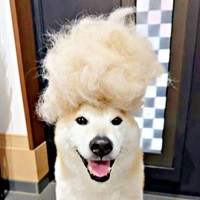まるでアフロヘア！？ 換毛期を迎えた福丸くん（画像提供：福丸さん）