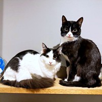 姉妹猫（左から）アンちゃん、ミッシェルちゃん（画像提供：ModCraneさん）