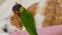 インコ「カプッ！」→犬「シーン…」