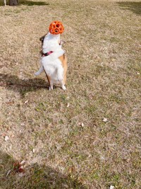 楽しそうにボール遊びをするこたろうくん（提供：こたろうさん）