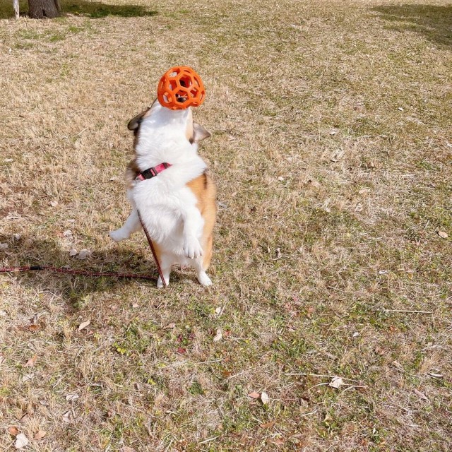 楽しそうにボール遊びをするこたろうくん（提供：こたろうさん）