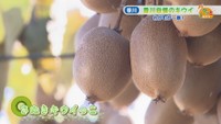 さぬきキウイっこ