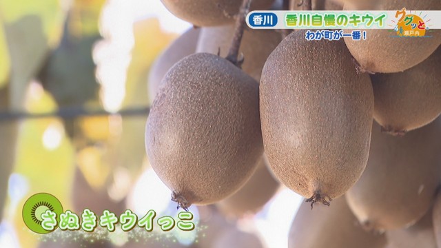 さぬきキウイっこ