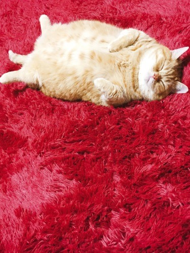 「行き倒れ」（へそ天にゃんこ/三笠書房）