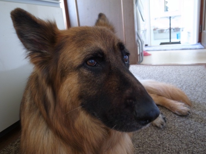 ピシッと精悍なお顔に決めてくれました