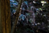 仁王門にかかっていたクモの巣