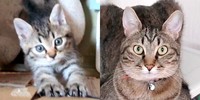 子猫時代（左）と現在（右）、立派に成長したそらくん（画像提供：車で来た猫そらさん）
