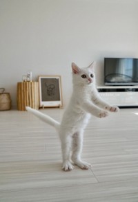 着地、決まった！＝めるちょとまおまおさん（@meltube_cat）提供