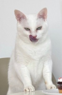 威嚇する下っ端マフィア役、ねるくん（画像提供：くうねる さん）