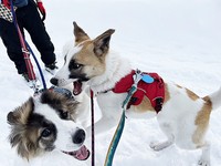 もちろん人間だけでなくマキアは、他のワンコ、きょうだいのワンコも大好きです