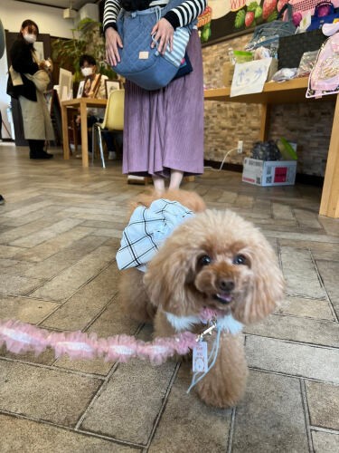 「なんだか人もワンコもいっぱいで楽しいわね♪」とニッコリのお客様