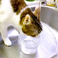 キッチンのシンクにやってきたナナちゃん。水を飲み始めますが…（画像提供：@Mke_nekodakuさん）