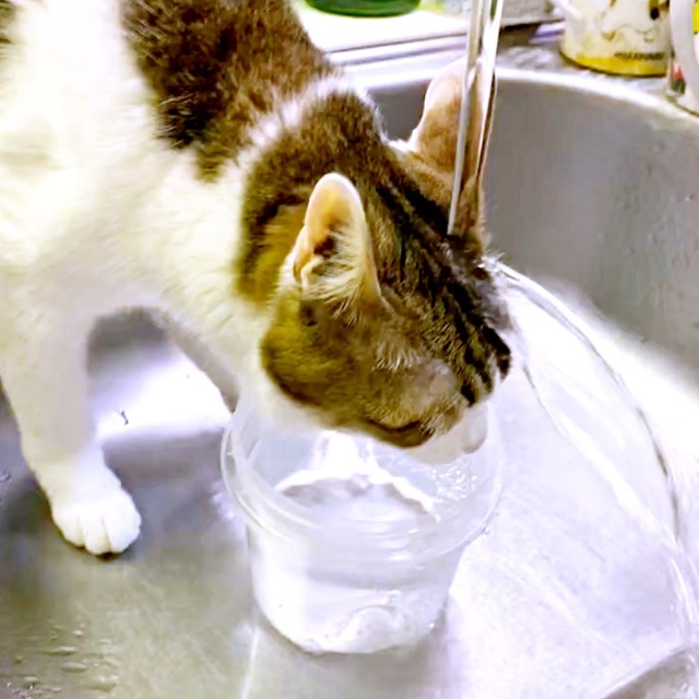 キッチンのシンクにやってきたナナちゃん。水を飲み始めますが…（画像提供：@Mke_nekodakuさん）