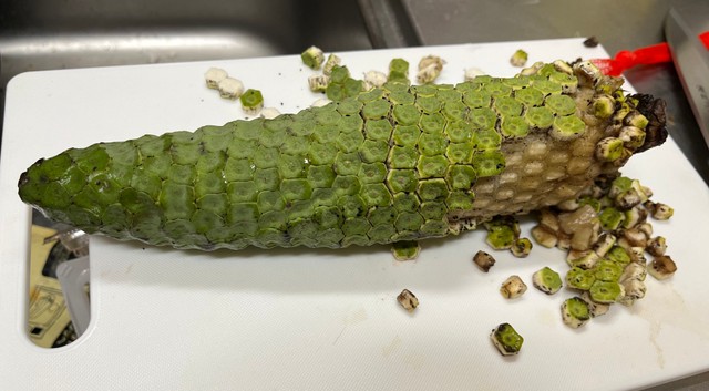 モンステラの実食レポートが話題に（さとかつさん提供）