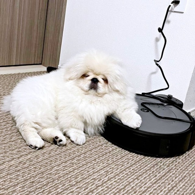 貫禄が凄い！ ロボット掃除機に片前足を置いてくつろぐぱるくん（画像提供：ペキニーズのぱるくん）