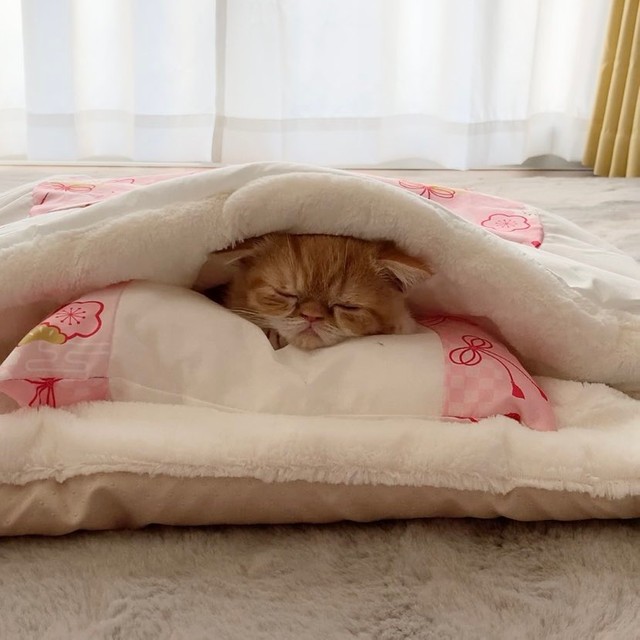 すやすや・・・=ちゃちゃまるすももさん（@manmaruchan21）提供